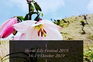 manipur’s shirui lily festival 2019