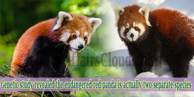 Genetic study revealed the endangered red panda is actually two ...