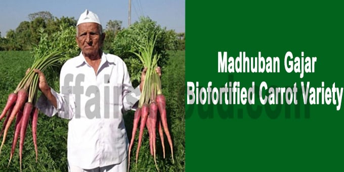 Biofortified carrot variety Madhuban Gajar